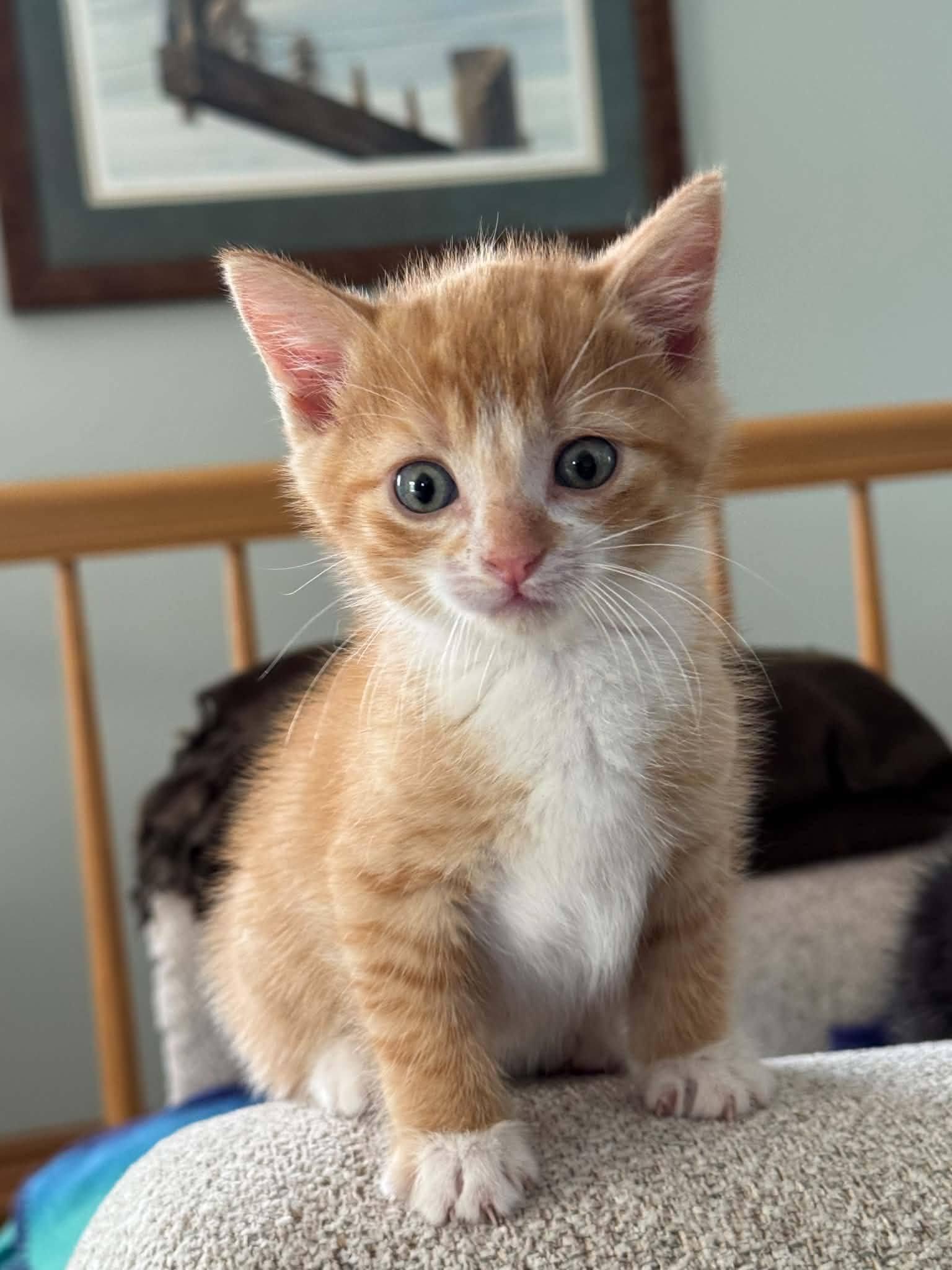 Snag, ADOPTABLE, Kitten Male Tabby.