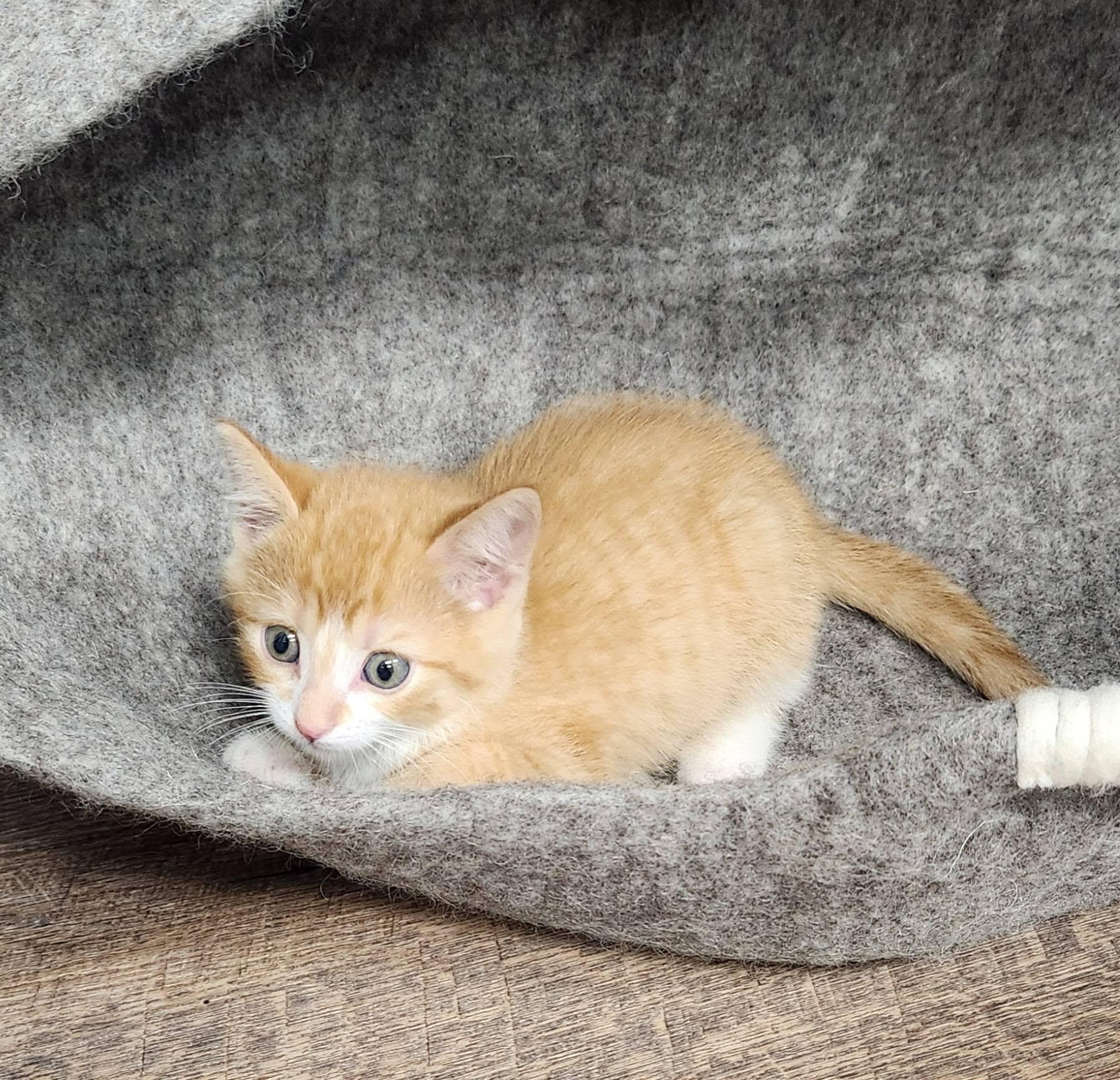 Snag, a ADOPTABLE Tabby in Decorah, IA image 5/6