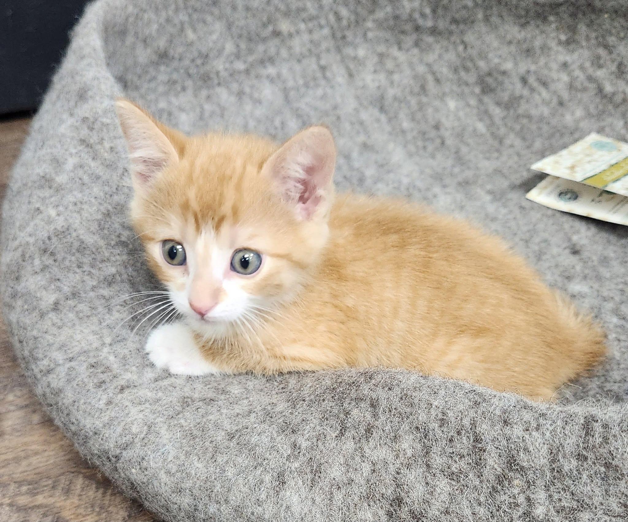 Snag, a ADOPTABLE Tabby in Decorah, IA image 6/6