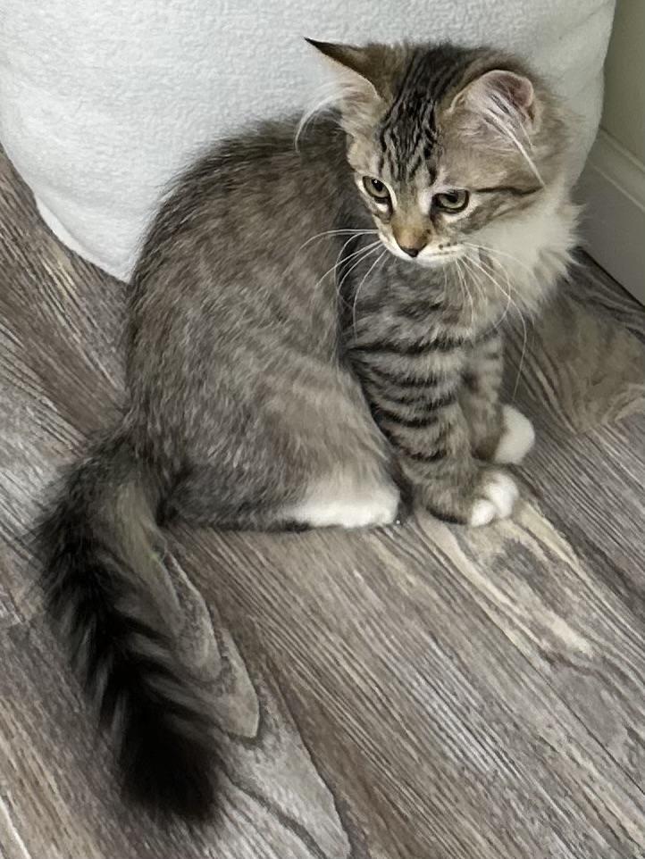 Sydney, a ADOPTABLE Tabby in Midland, MI image 4/5