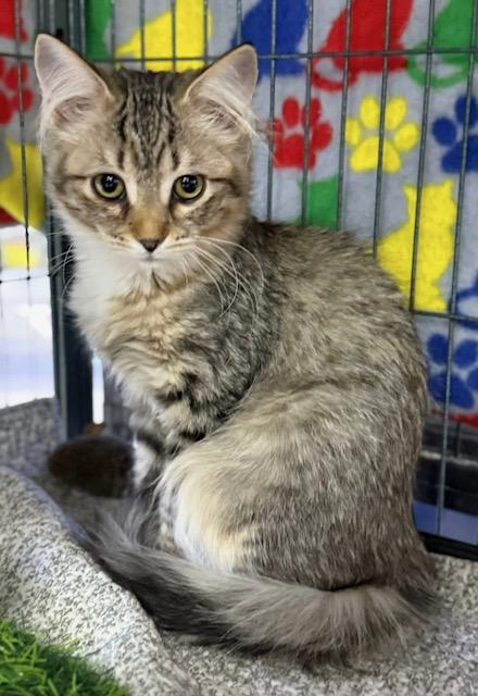 Sydney, a ADOPTABLE Tabby in Midland, MI image 1/5
