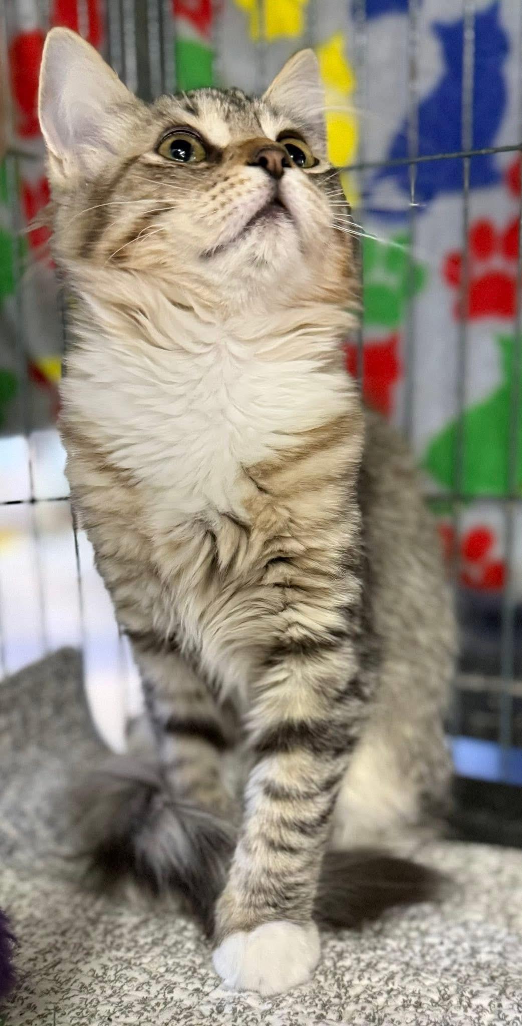 Sydney, a ADOPTABLE Tabby in Midland, MI image 2/5