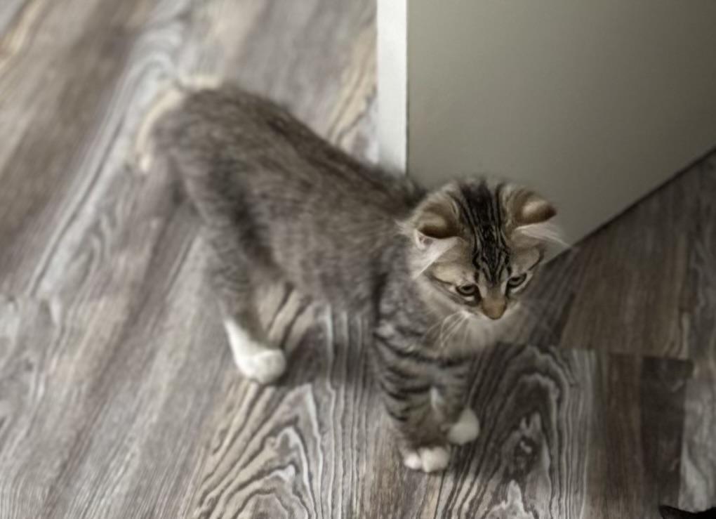 Sydney, a ADOPTABLE Tabby in Midland, MI image 5/5