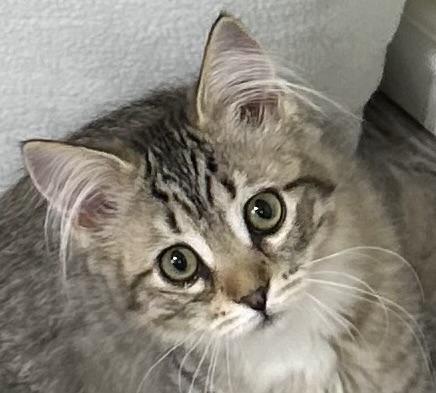 Sydney, a ADOPTABLE Tabby in Midland, MI image 3/5
