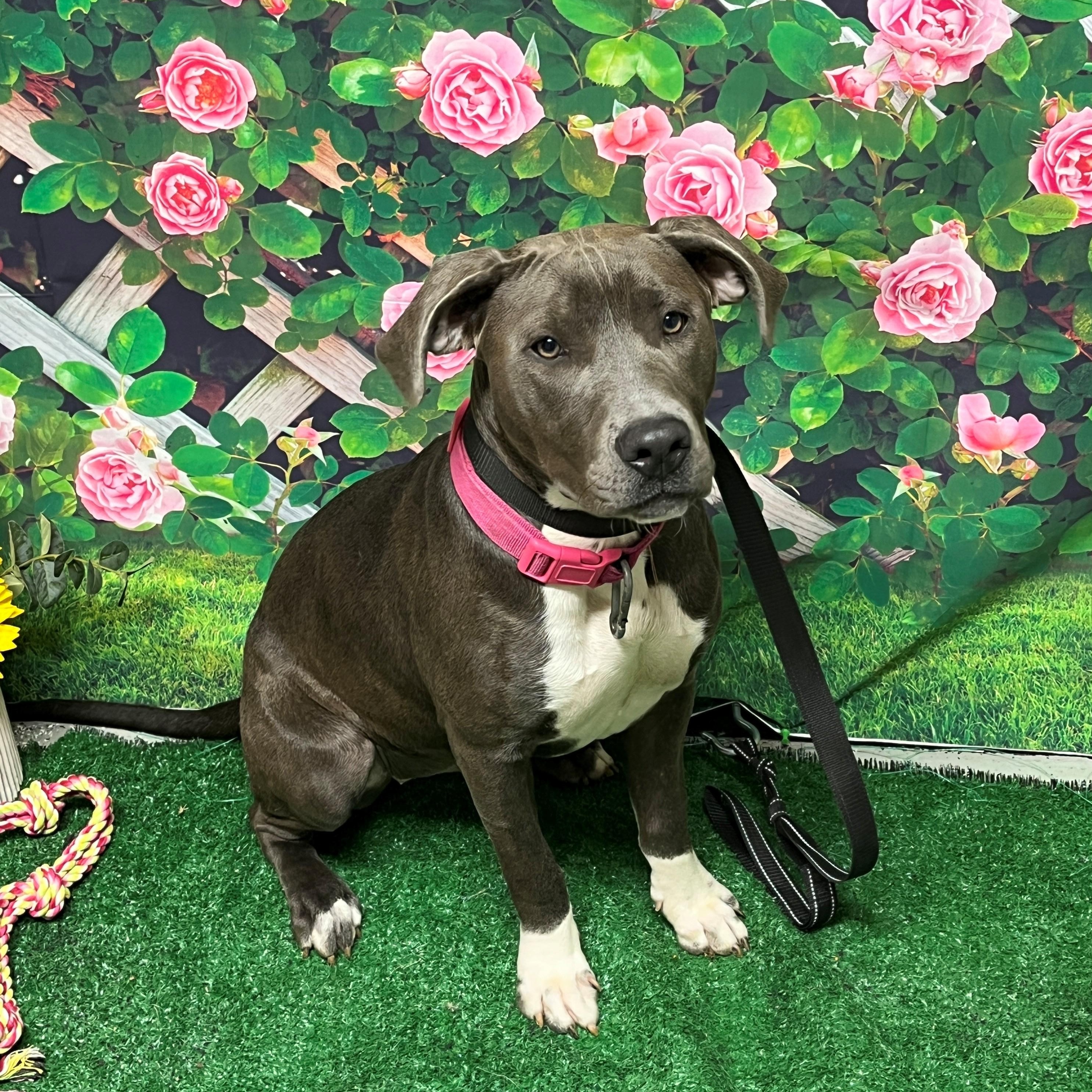 Urgent Lilo 4