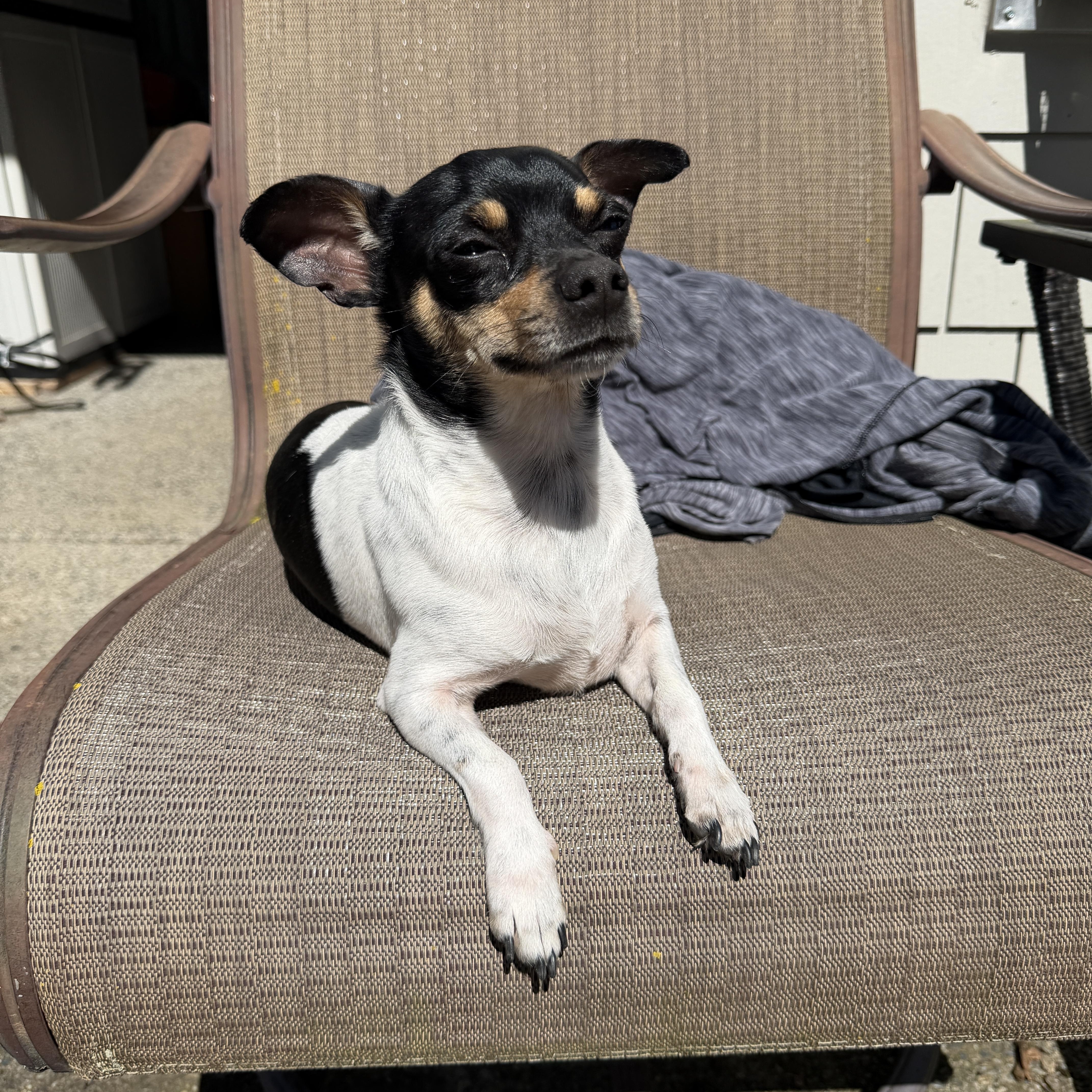 Enlarge Peanut, a ADOPTABLE mixed breed in Vancouver, WA image 2/6
