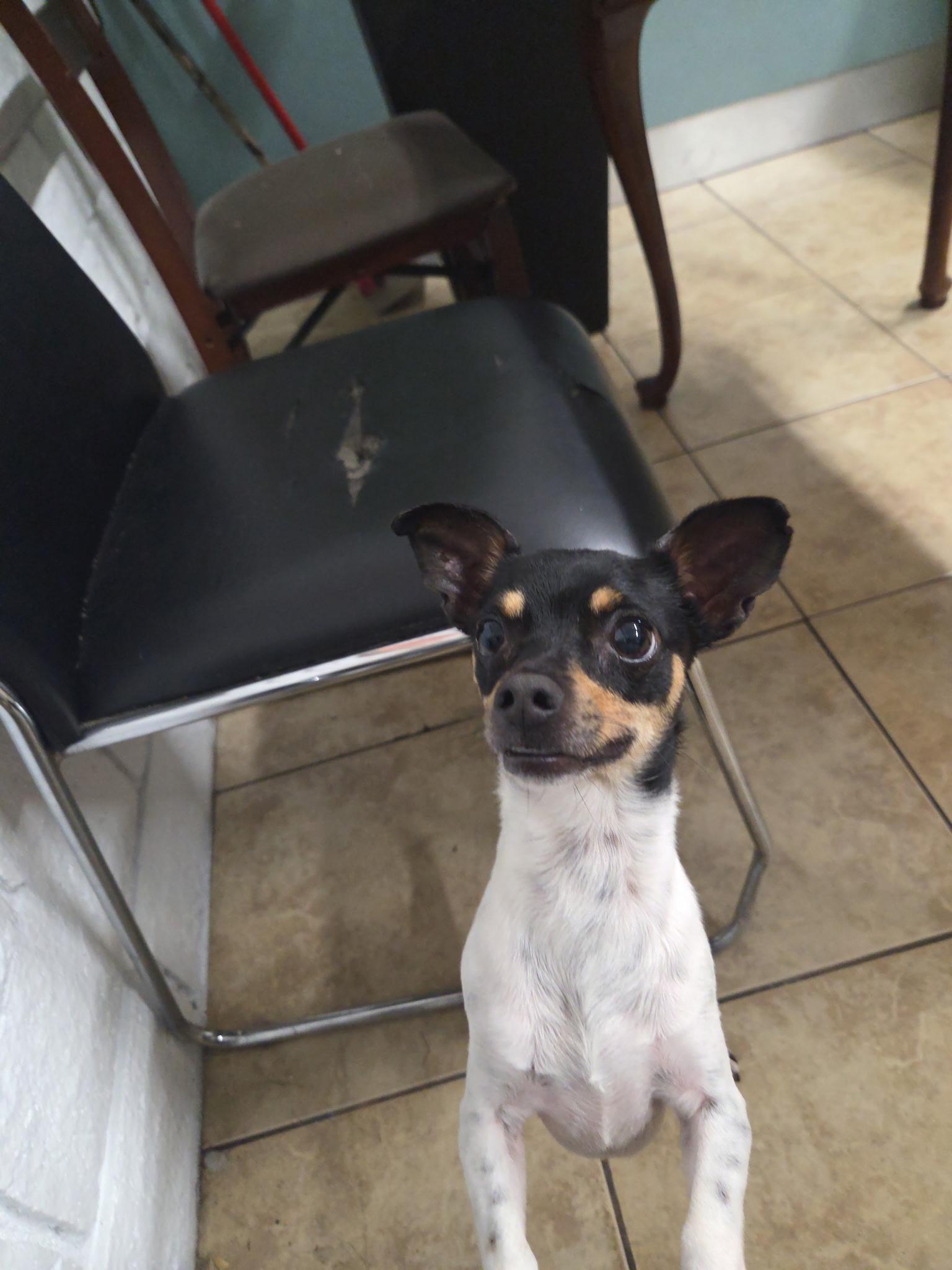 Enlarge Peanut, a ADOPTABLE mixed breed in Vancouver, WA image 1/6