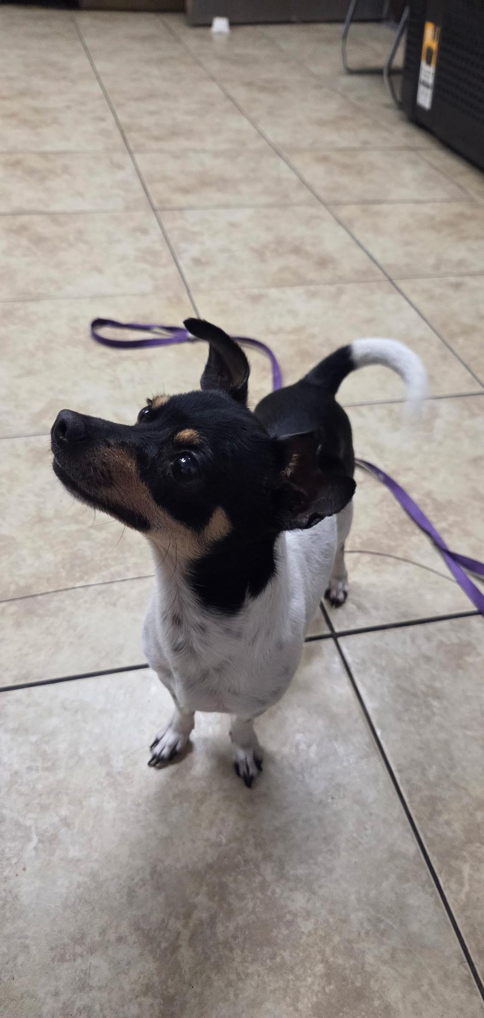 Enlarge Peanut, a ADOPTABLE mixed breed in Vancouver, WA image 6/6