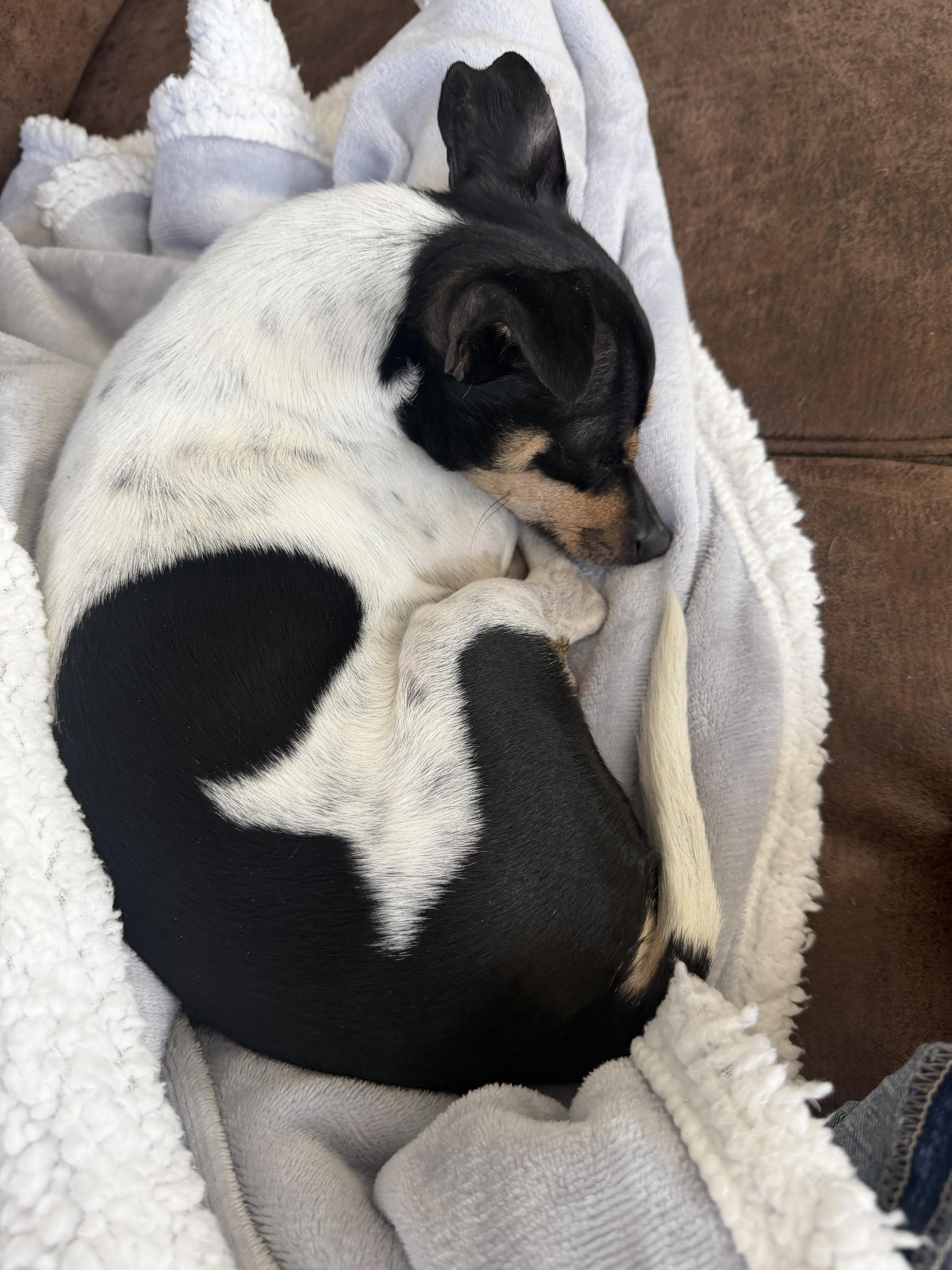 Enlarge Chapo, a ADOPTABLE mixed breed in Vancouver, WA image 3/4