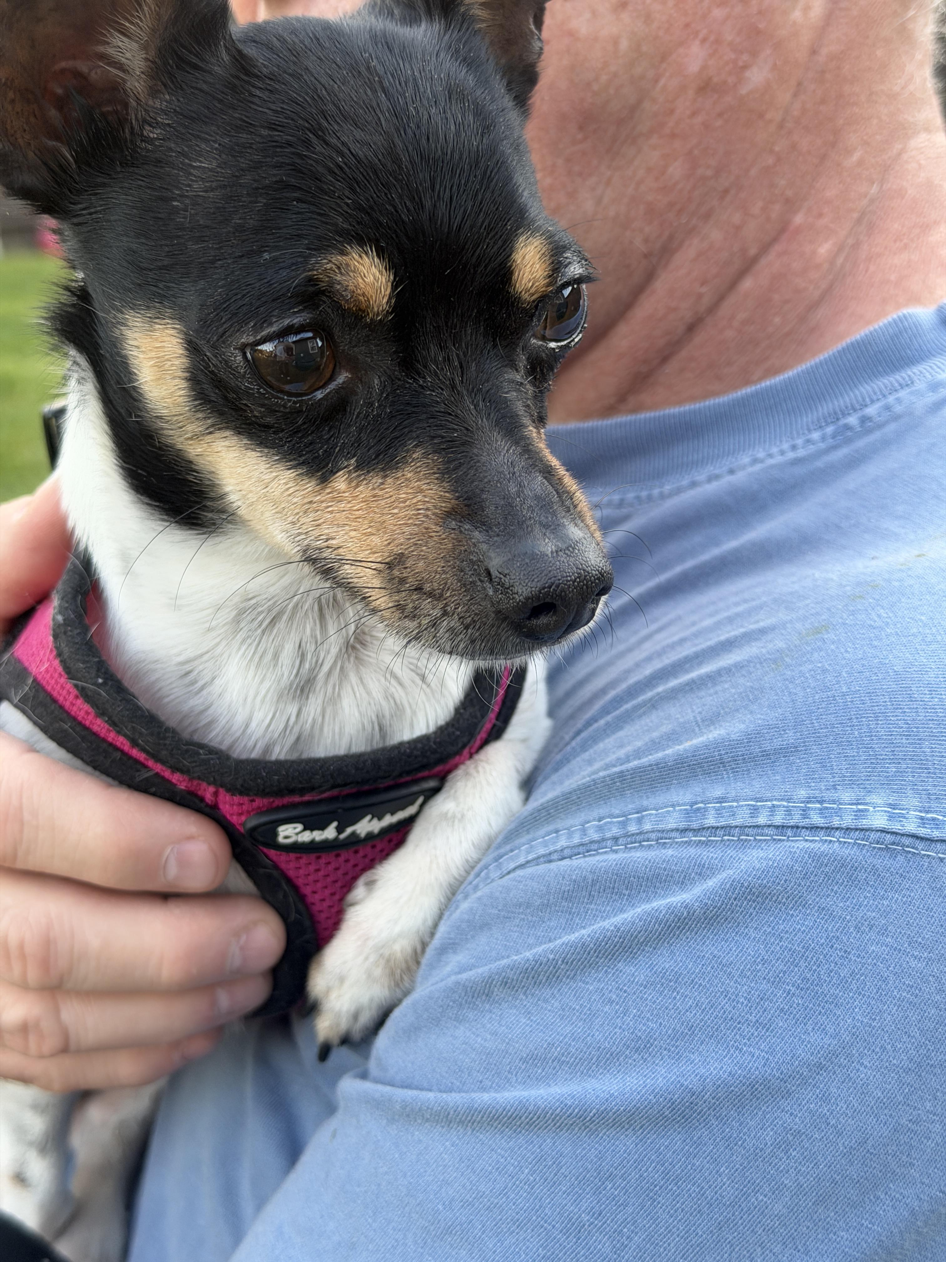 Enlarge Chapo, a ADOPTABLE mixed breed in Vancouver, WA image 2/4