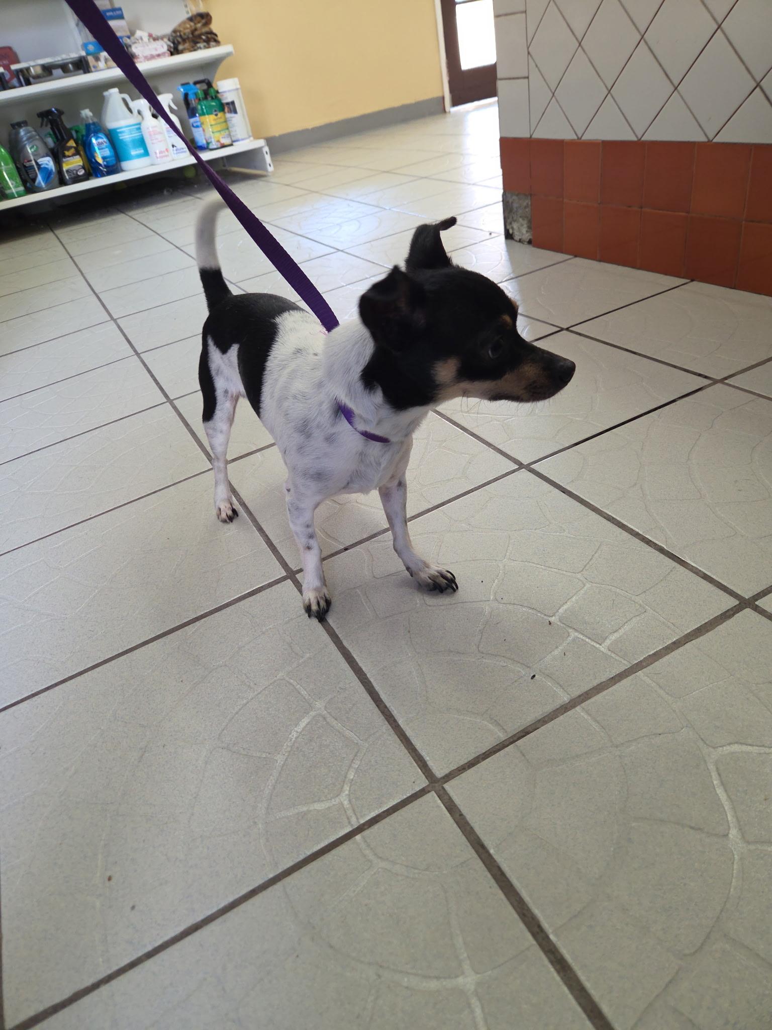 Enlarge Chapo, a ADOPTABLE mixed breed in Vancouver, WA image 4/4