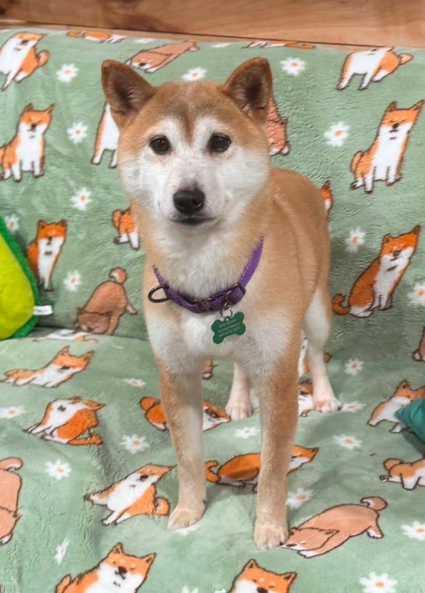 Yona, Adopted, Adult Female Shiba Inu.