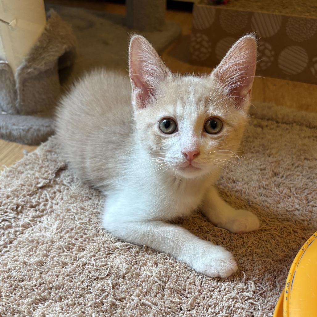 Enlarge Churchill (adopt with Rose), a Adoptable Domestic Short Hair in Fayetteville, GA image 1/1