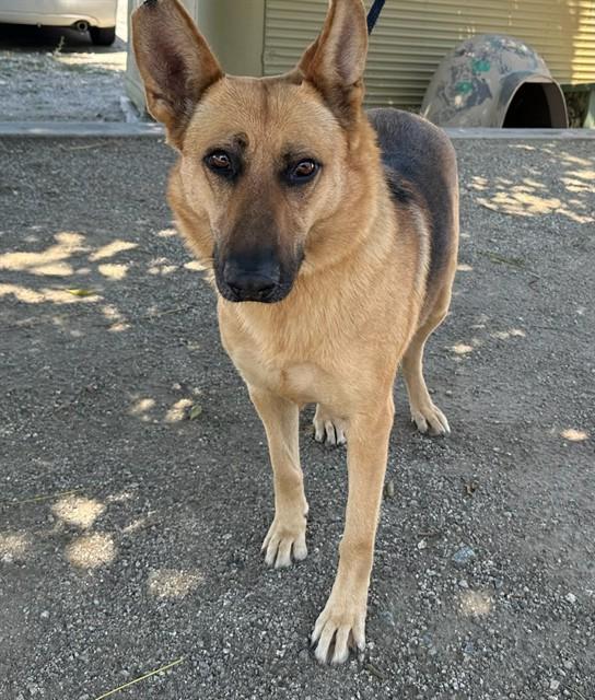 Enlarge NOLA, a Adoptable German Shepherd Dog in Baldwin Park, CA image 1/1