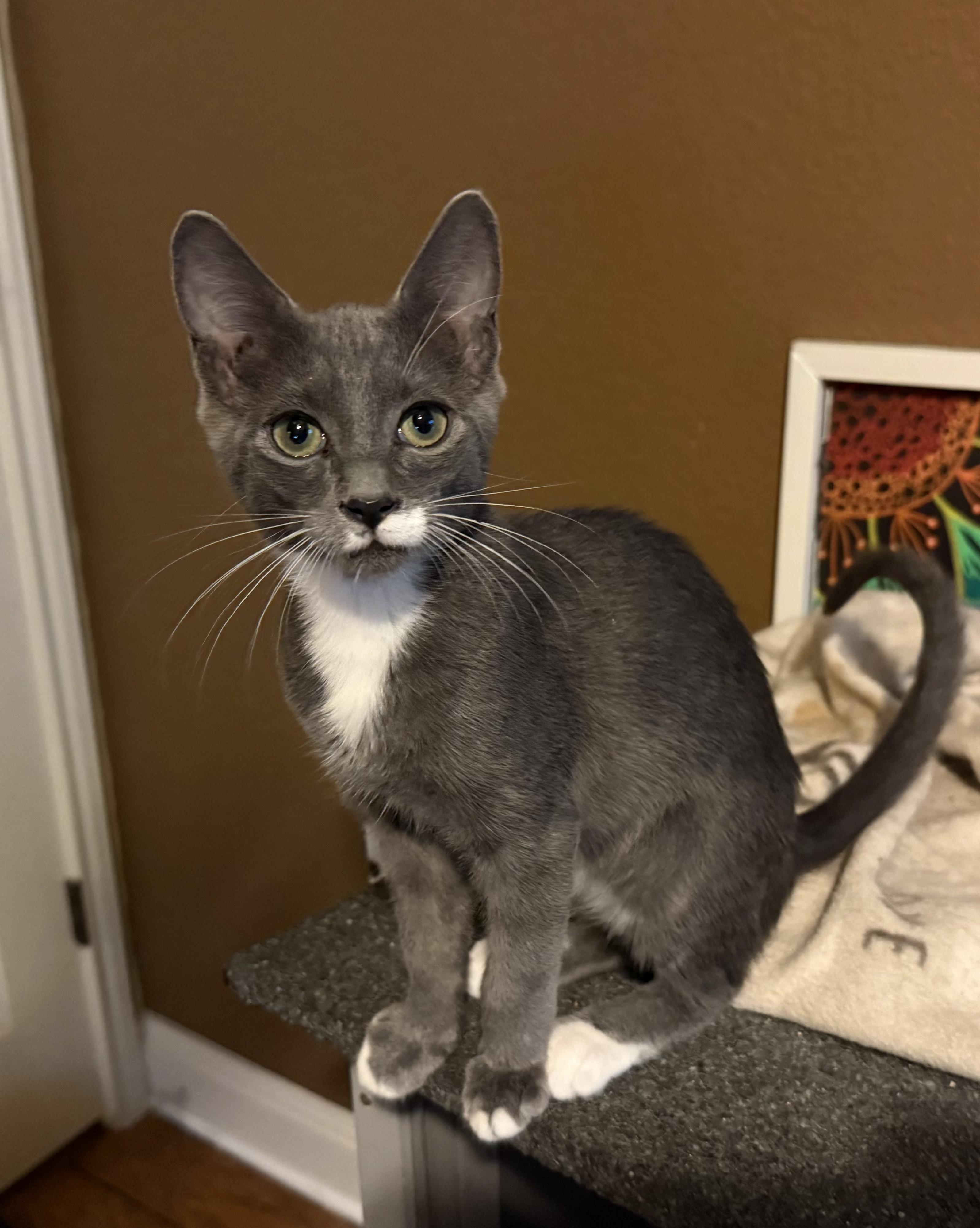 Marsh (DP), adopted, Kitten Male Domestic Short Hair.