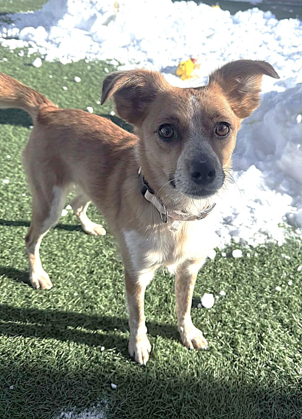 Izzy , a ADOPTABLE mixed breed in Sparta, WI image 2/3