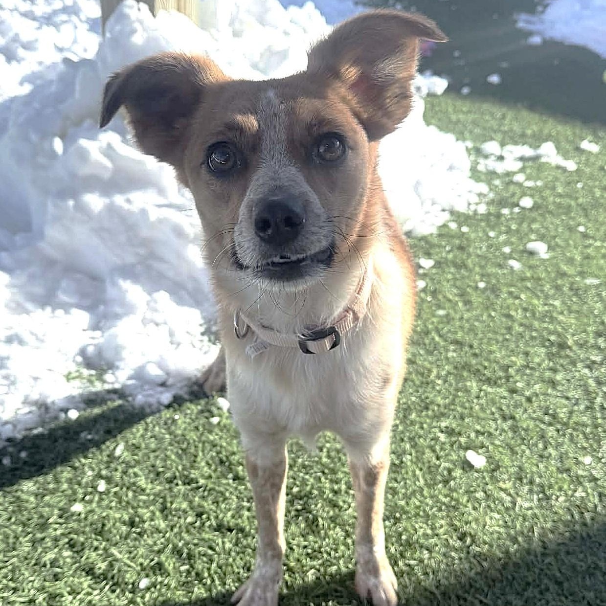 Izzy , ADOPTABLE, Adult Female Australian Shepherd & Terrier.