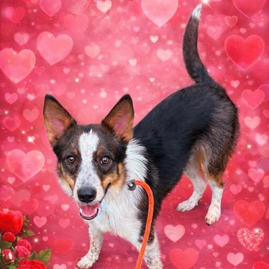 TALTY, Adoptable, Young Male Border Collie.