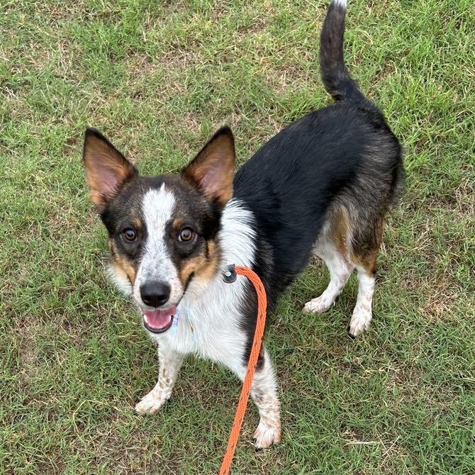 Enlarge TALTY, a Adoptable mixed breed in Dallas, TX image 2/3