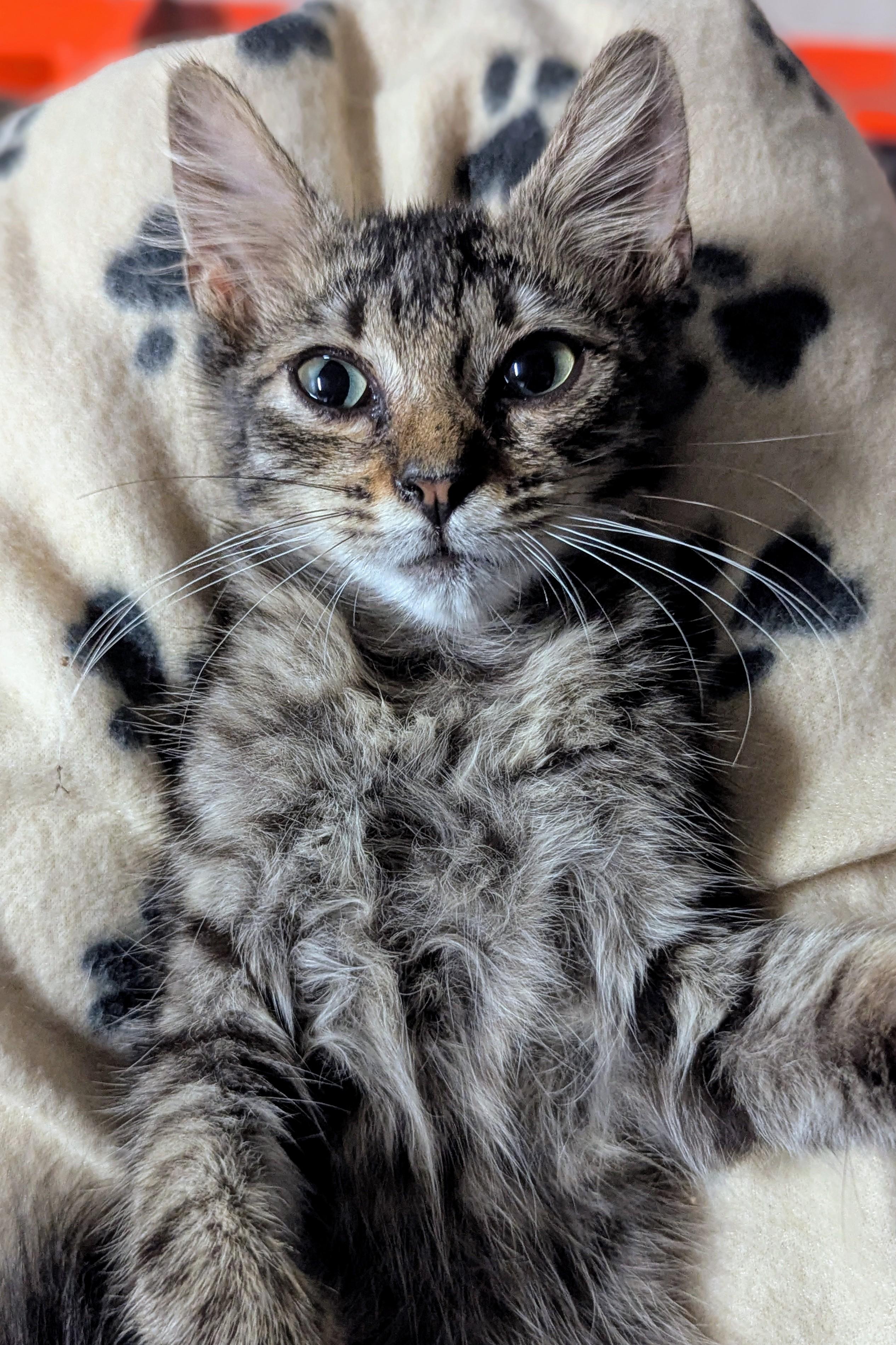 Sandy, Adopted, Young Female Domestic Medium Hair.
