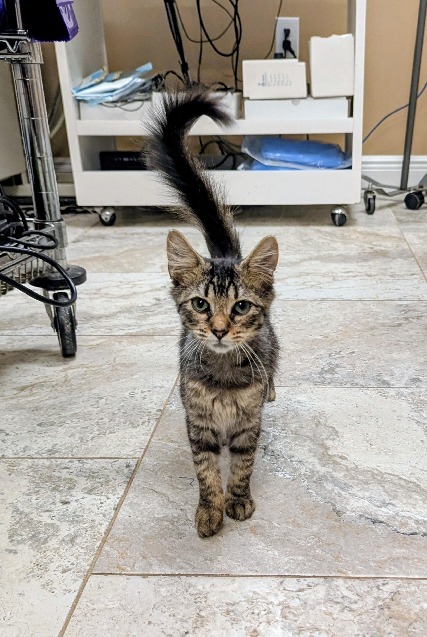 Sandy, a Adopted mixed breed in Punta Gorda , FL image 2/2