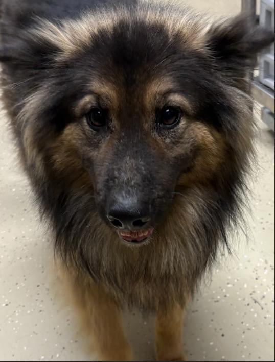 Holler, ADOPTABLE, Adult Male German Shepherd Dog.