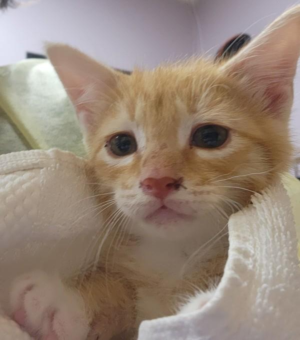 Tabor, Adoptable, Kitten Male Domestic Short Hair.