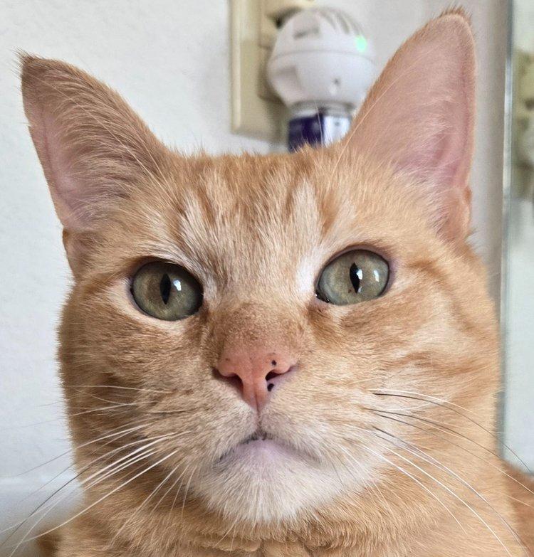 Enlarge Joey, a Adoptable Domestic Short Hair in Milwaukee, WI image 1/1