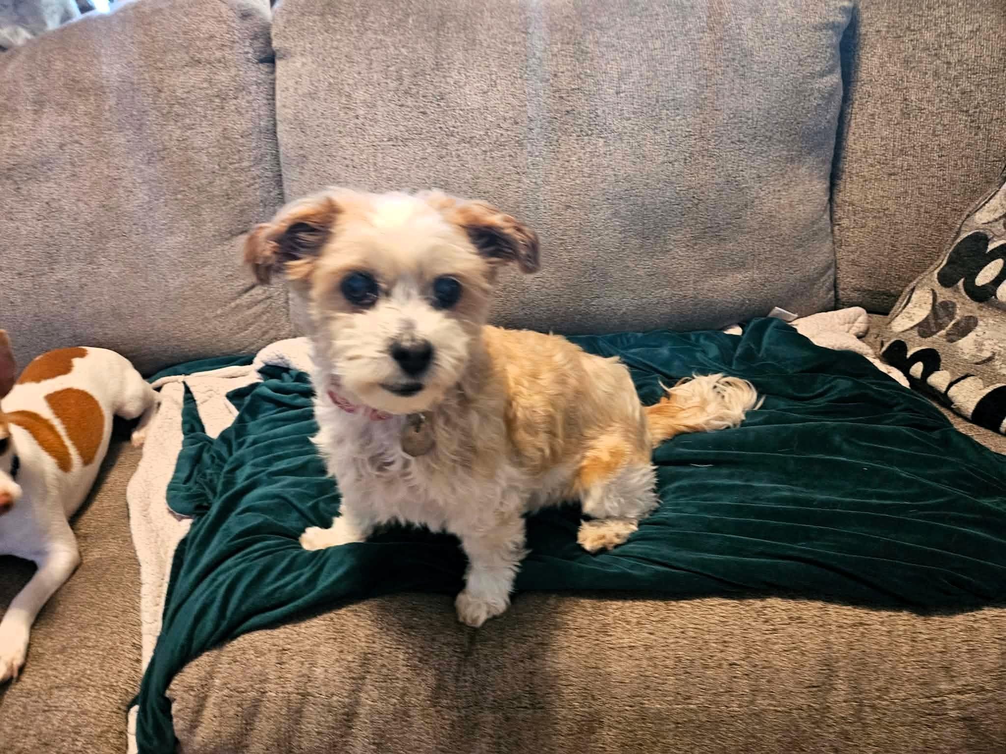 Enlarge Juno, a Adoptable Shih Tzu in Salt Lake City, UT image 2/4