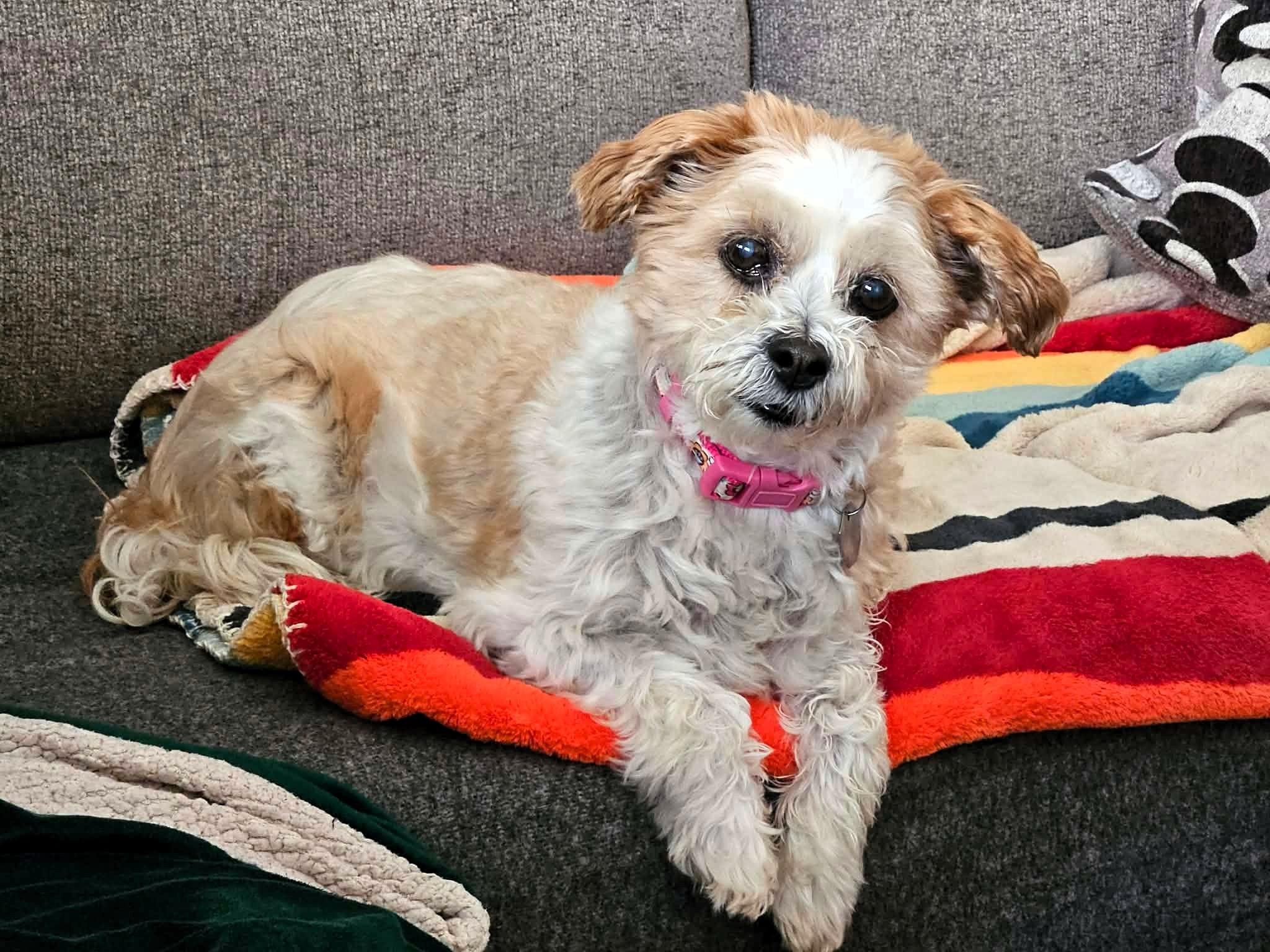Enlarge Juno, a Adoptable Shih Tzu in Salt Lake City, UT image 3/4