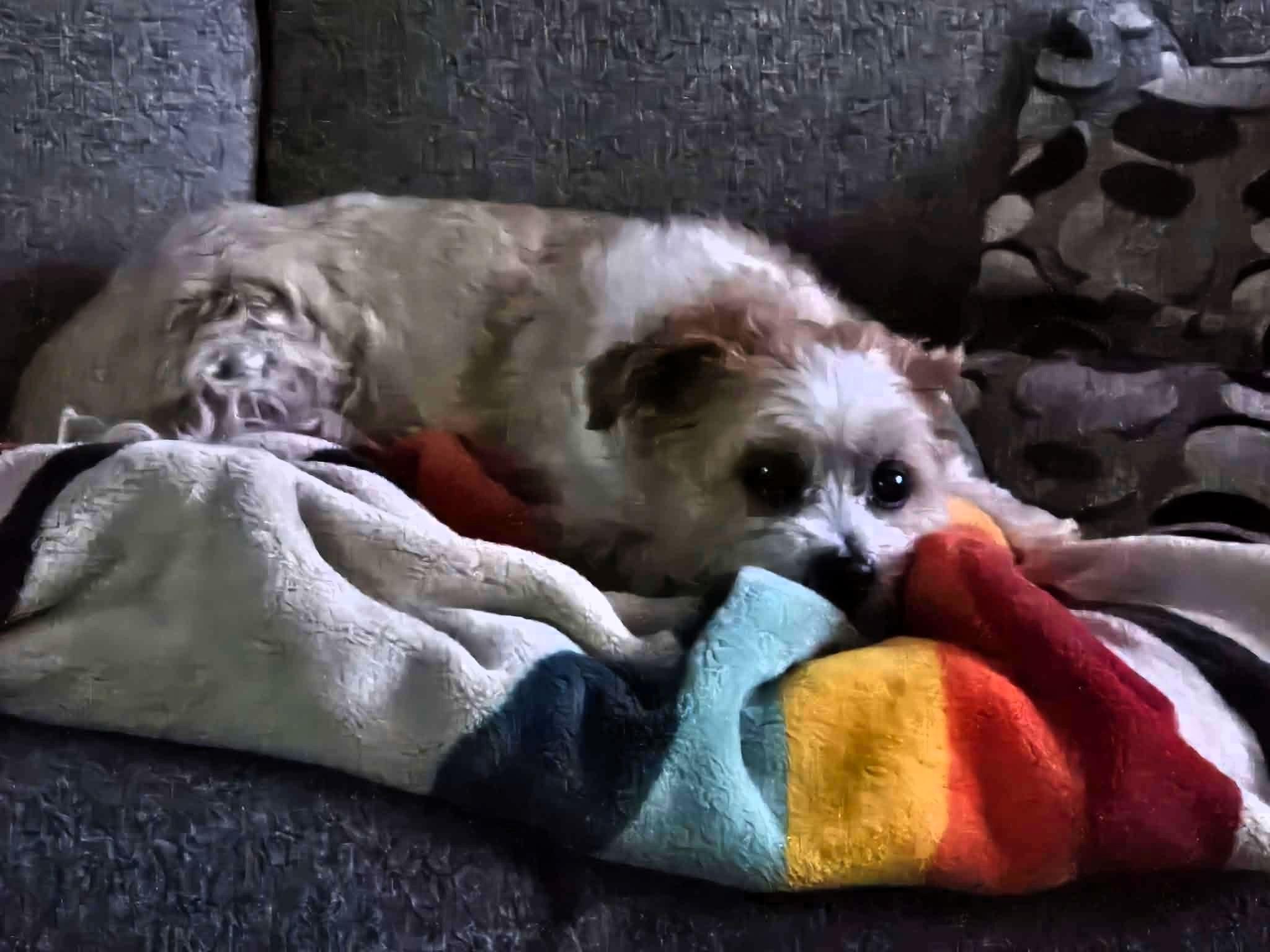 Enlarge Juno, a Adoptable Shih Tzu in Salt Lake City, UT image 4/4