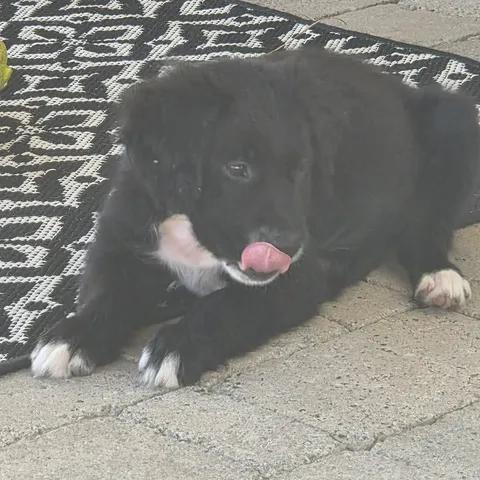 Star, a ADOPTABLE mixed breed in Calabash, NC image 3/3