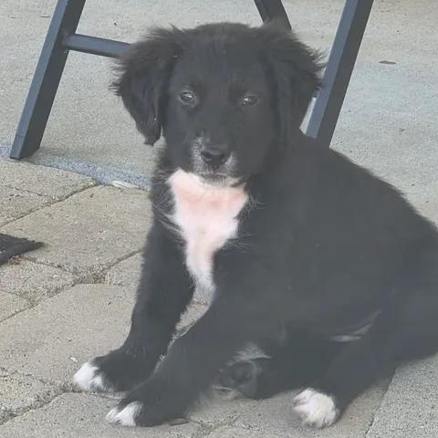 Star, a ADOPTABLE mixed breed in Calabash, NC image 1/3