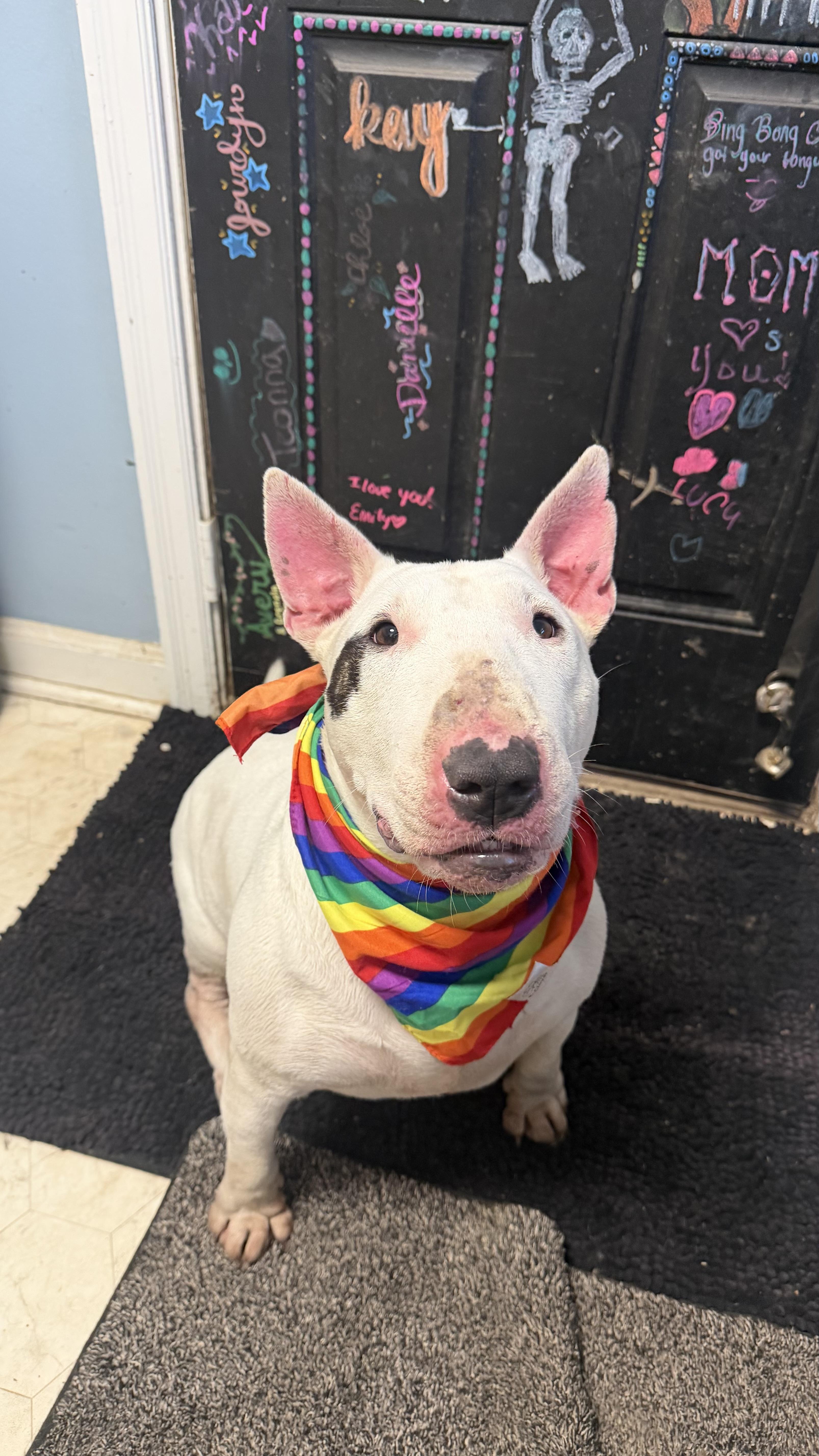 Enlarge Petunia, a Adoptable Bull Terrier in Olathe, KS image 1/6