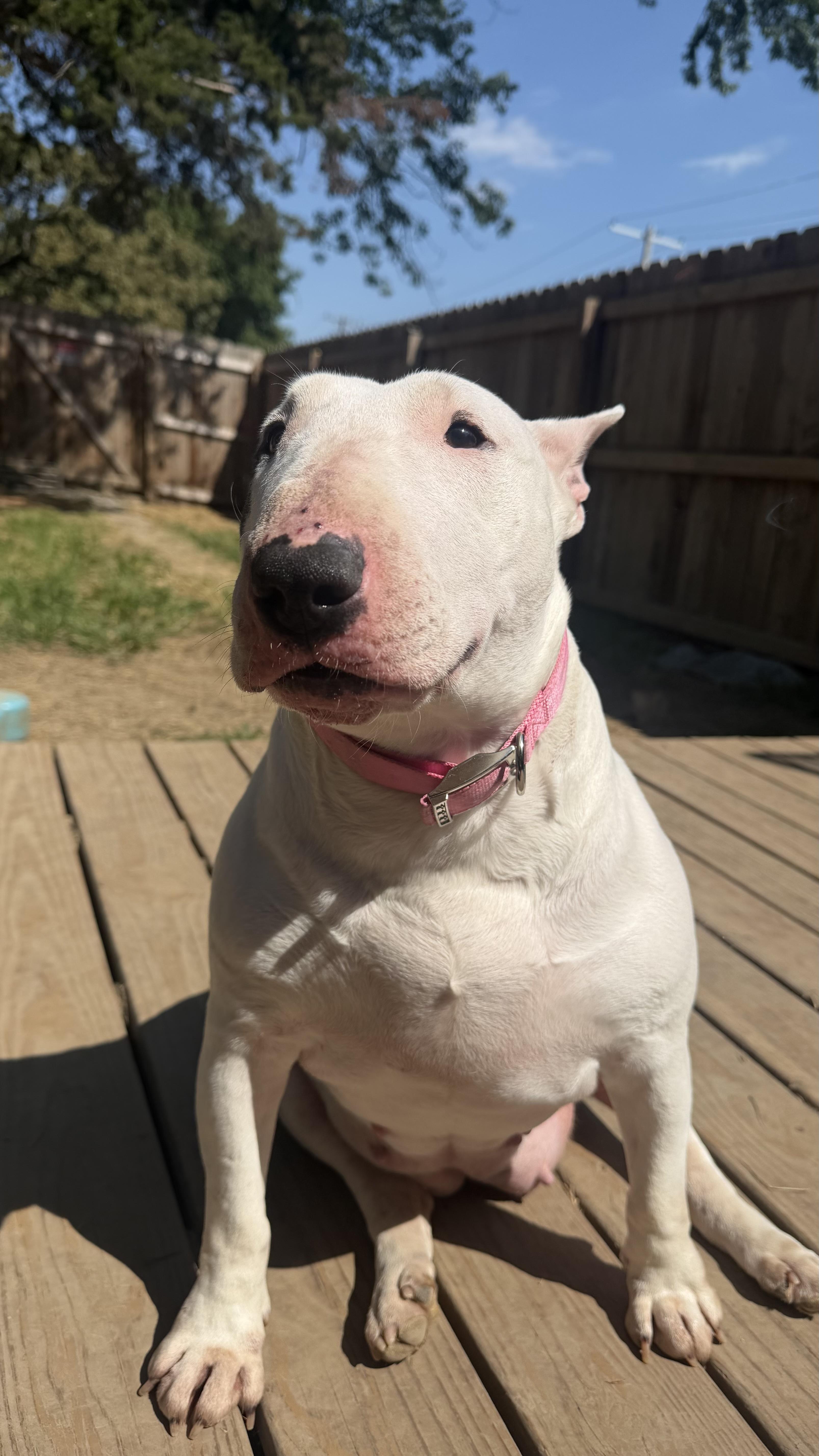 Enlarge Petunia, a Adoptable Bull Terrier in Olathe, KS image 5/6