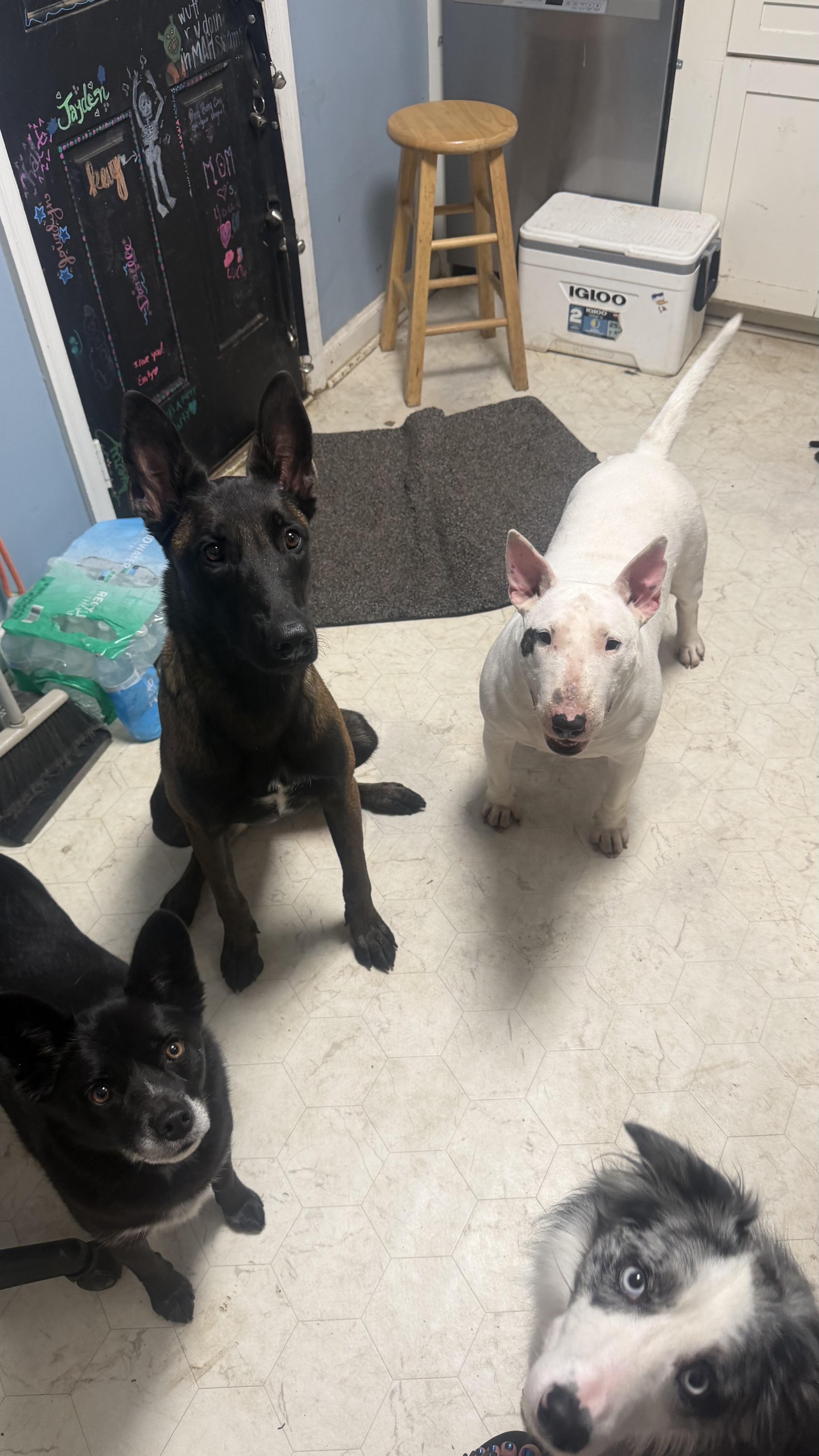 Enlarge Petunia, a Adoptable Bull Terrier in Olathe, KS image 6/6