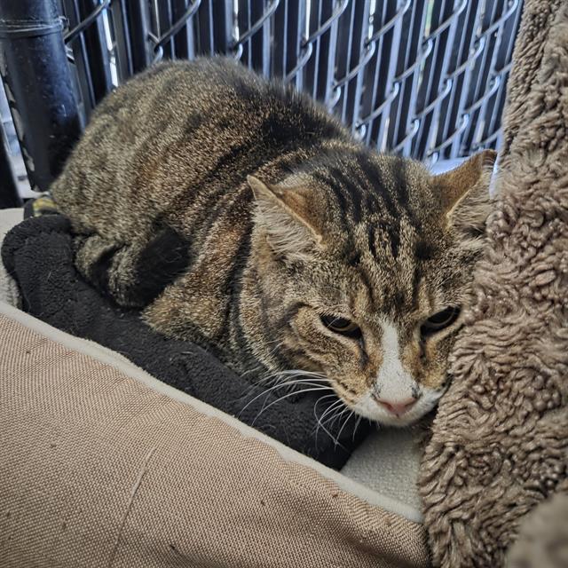 ATTICUS — thumbnail 2