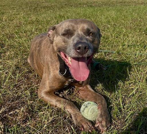 Tucker, Adoptable, Adult Male American Bully & Greyhound.