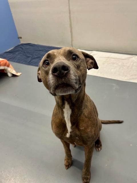 Tucker, Adoptable, Adult Male American Bully & Greyhound.