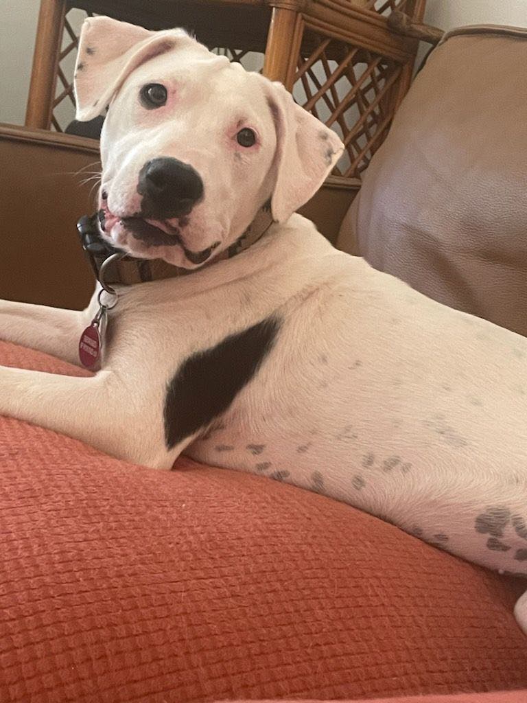 Enlarge Georgia, an adopted mixed breed in bauxite, AR image 3/4