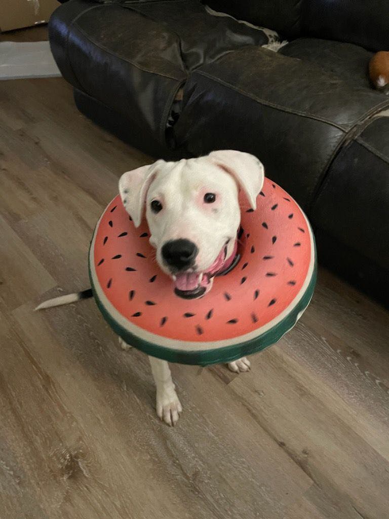 Enlarge Georgia, an adopted mixed breed in bauxite, AR image 2/4
