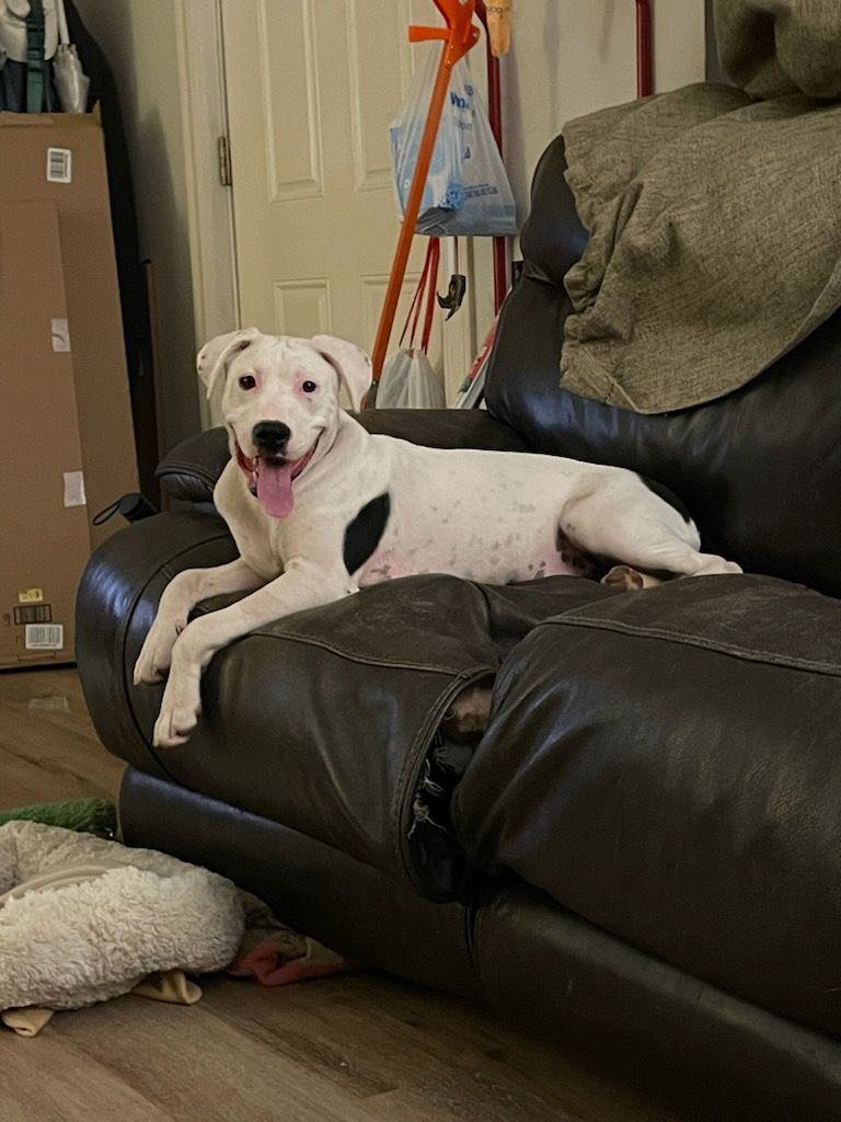 Enlarge Georgia, an adopted mixed breed in bauxite, AR image 4/4