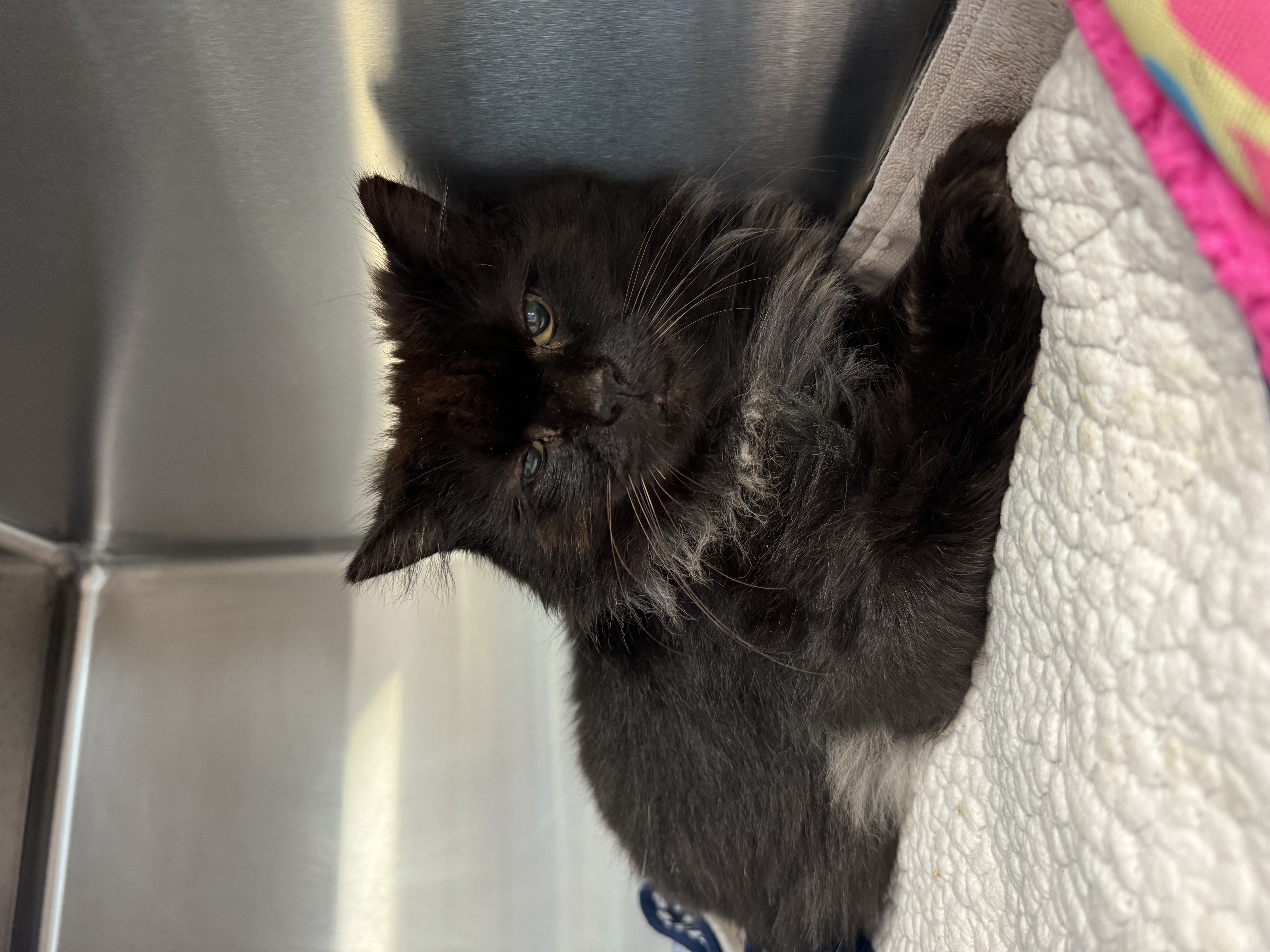 Enlarge Tabby, an adoptable Domestic Long Hair in Ocean City, NJ image 1/1