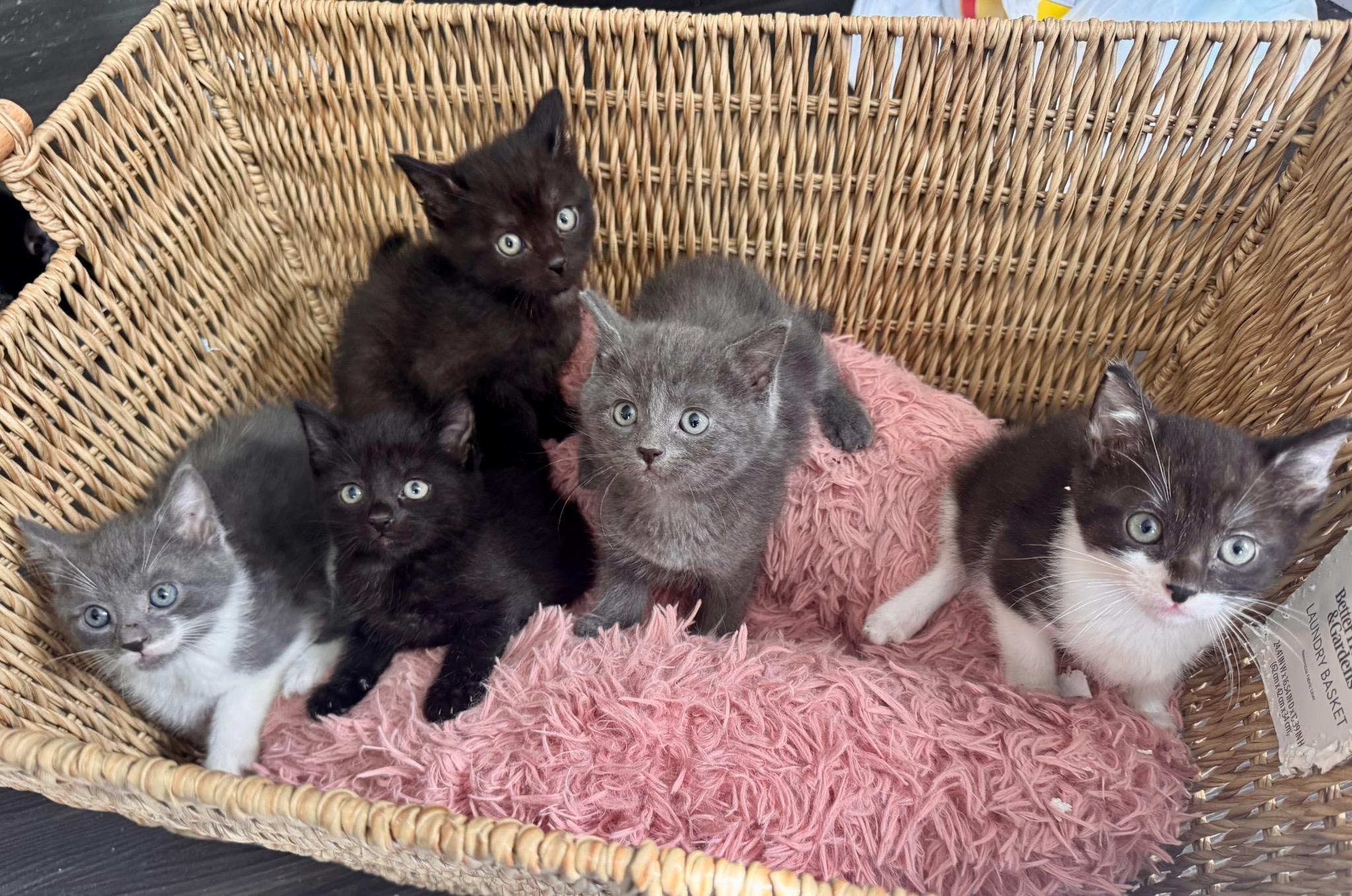 The Easter gift Basket, ADOPTABLE, Kitten Male Domestic Short Hair.