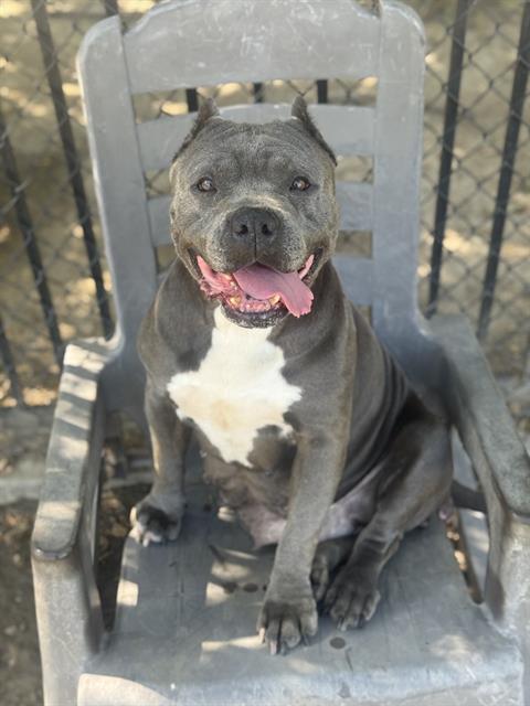 BERTHA, Adoptable, Adult Female Pit Bull Terrier.