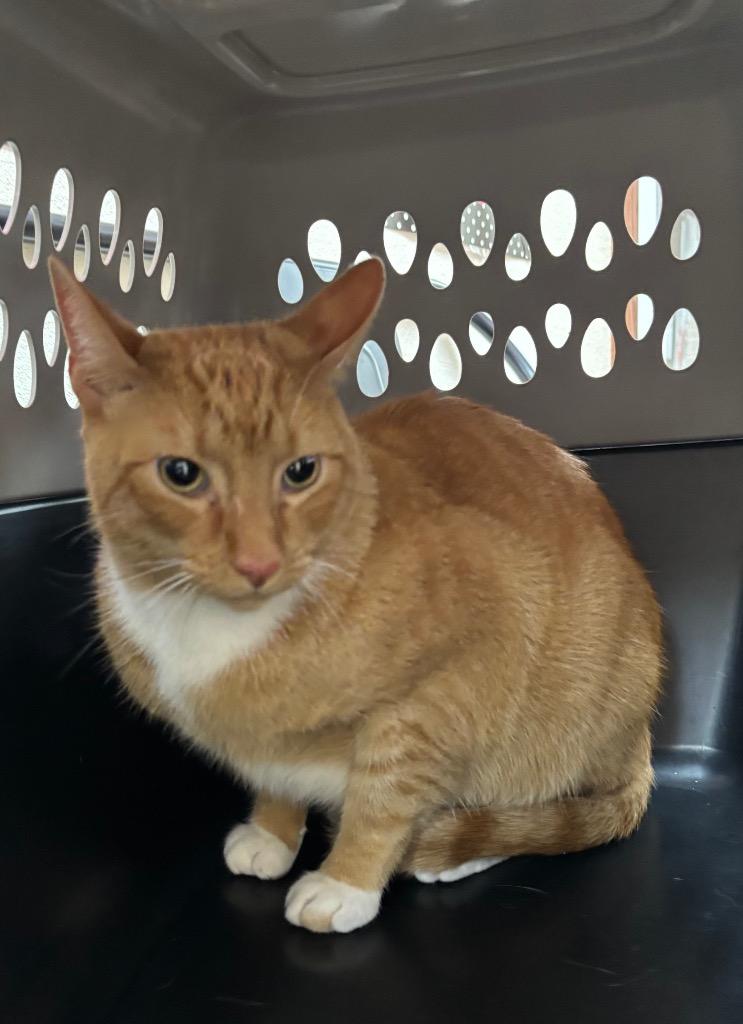 Enlarge Otto, a Adoptable mixed breed in Corpus Christi, TX image 1/2