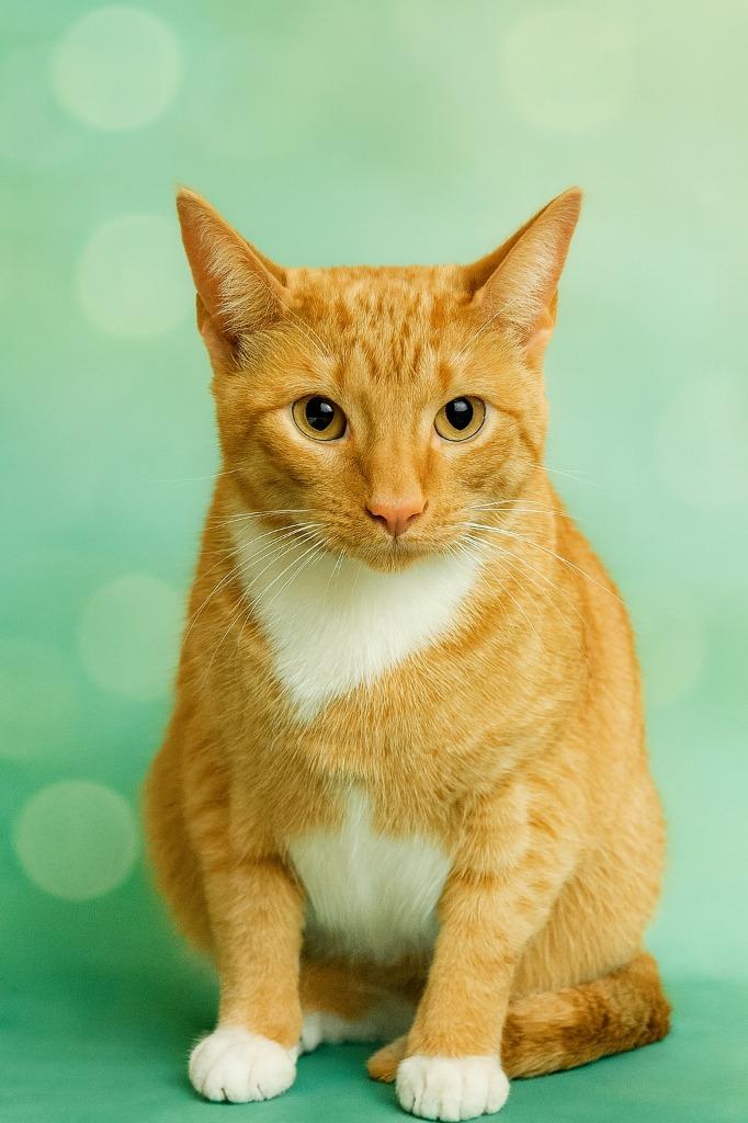 Otto, Adoptable, Adult Male Domestic Short Hair.