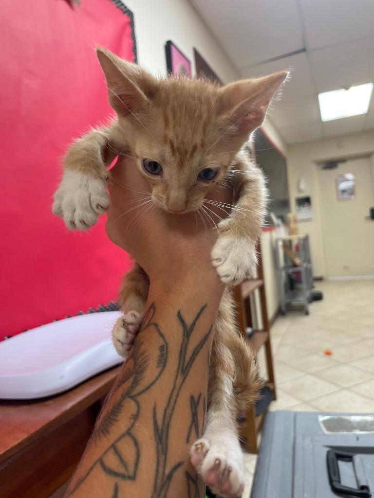 Enlarge Otto, a Adopted mixed breed in Corpus Christi, TX image 2/2