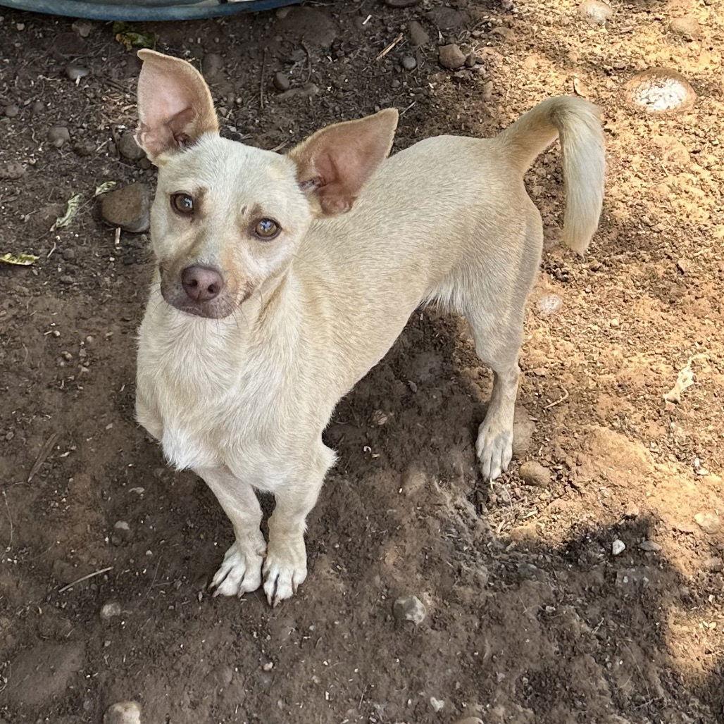 Enlarge Tarzan, a Adoptable Chihuahua in Chico, CA image 1/2