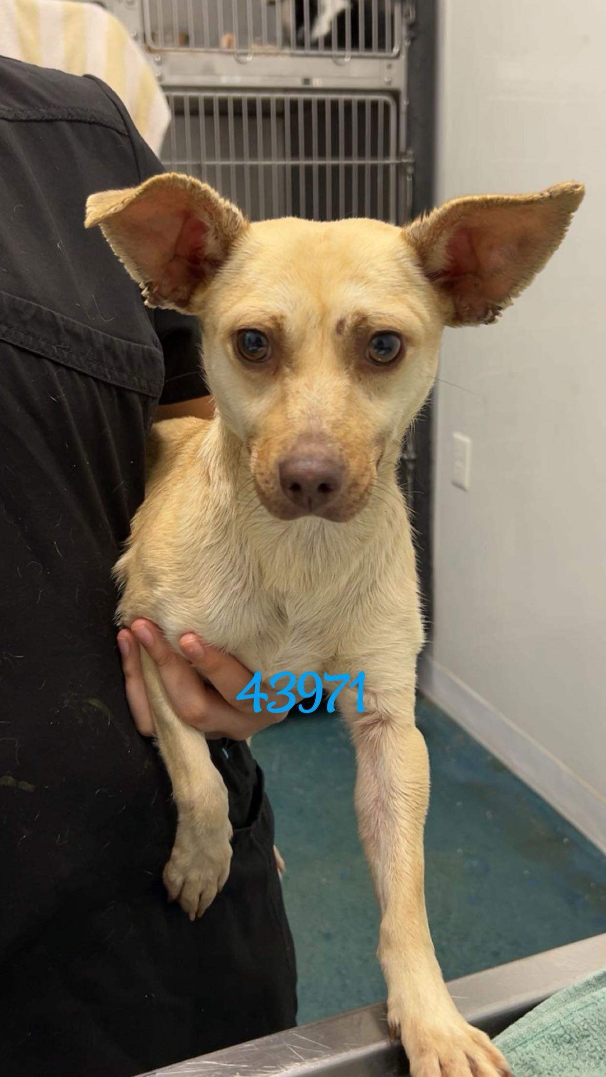 Enlarge Tarzan, a Adoptable Chihuahua in Chico, CA image 2/2